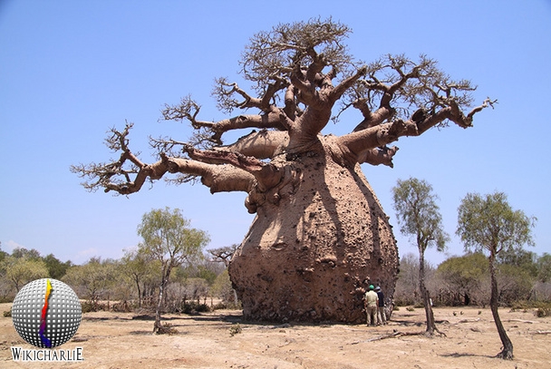 Baobab - WikicharliE