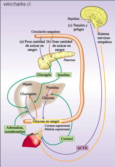 Sistema endocrino - WikicharliE