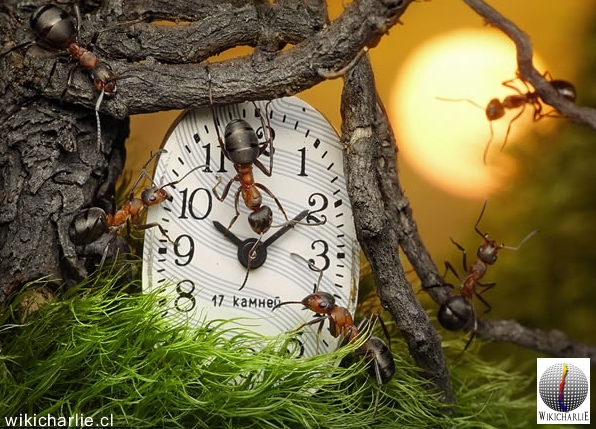 Hormiga 4 WikicharliE.jpg