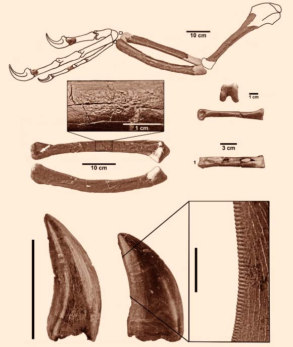 Dakotaraptor huesos.jpg