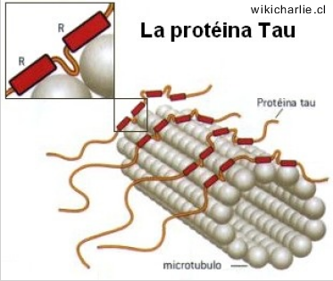 Proteina Tau.png