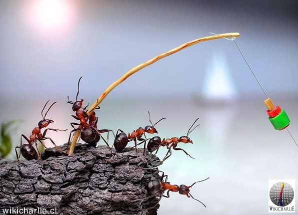 Hormiga 3 WikicharliE.jpg