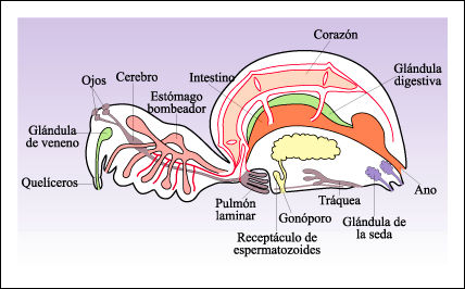 Anatomia de una Arana en WikicharliE.jpg