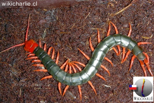 Scolopendra subspinipes mutilans.jpg