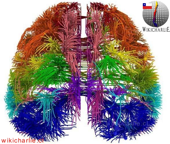 Primer Mapa del Cerebro.jpg
