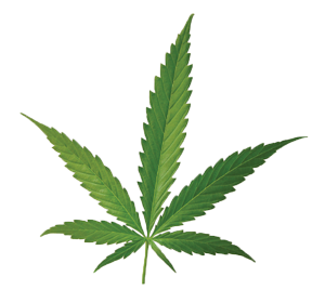 Cannabis sativa.png