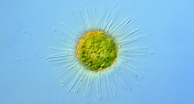 Acanthocystis turfacea Chlorella.jpg