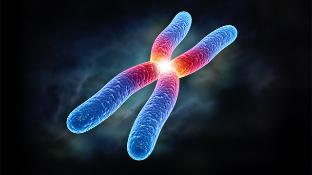 Cromosoma sintetico.jpg