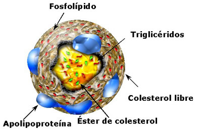 Colesterol1.jpg