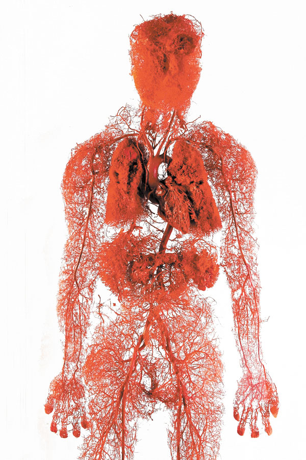 Vasos sanguineos en el hombre.jpg