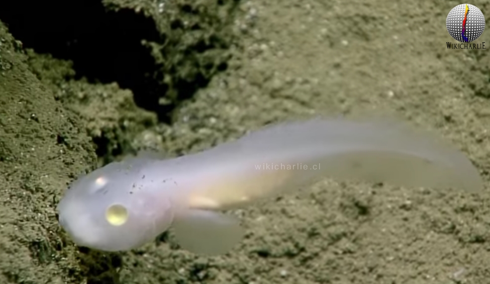 Pez fantasma - WikicharliE