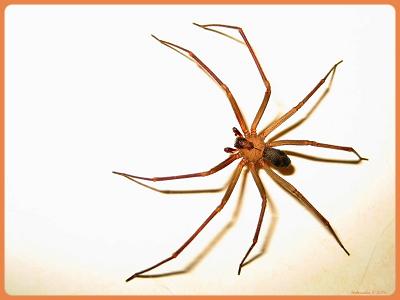 Araña de rincón - WikicharliE