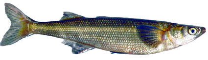 Pejerrey - WikicharliE