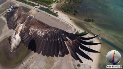 Aguila vista por un Drone.png