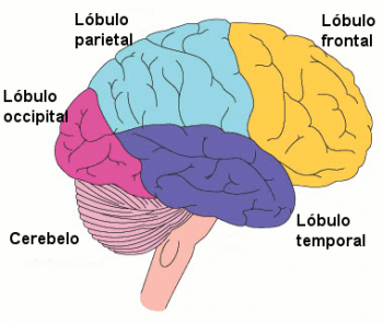 Partes Cerebro.png