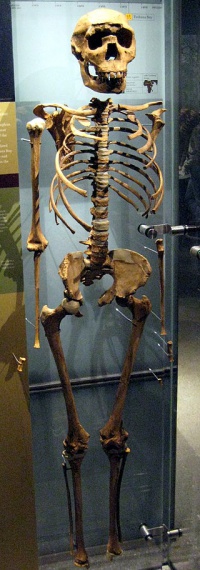 Homo erectus u Homo ergaster