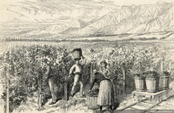 Cosecha de vid en Vina Macul Santiago, 1889.jpg