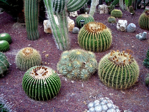 Cactus Globular .jpg