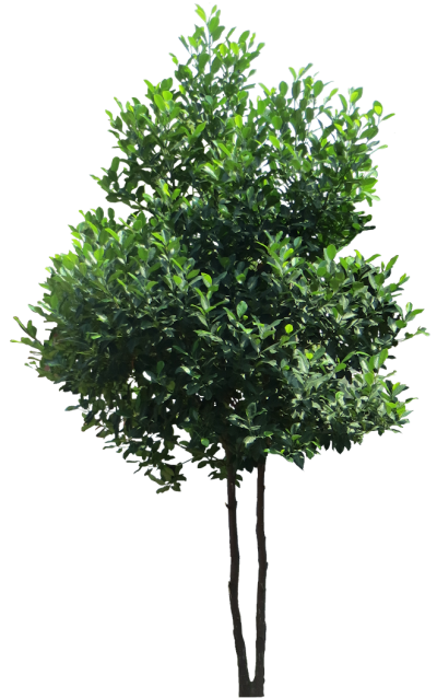 Archivo:Artocarpus heterophyllusL.png