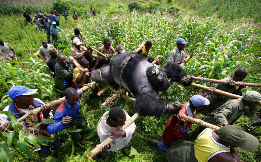 Bukima, Parque Nacional de Virunga, Congo oriental: Rangers, asistidos por voluntarios locales, llevan el cuerpo de un gorila de espalda plateada de montaña, muerto en el Parque Nacional de Virunga, el 24 de julio de 2007, por miembros ilegales del sindicato de cosecha de leña y carbón /Autor: Brent Stirton