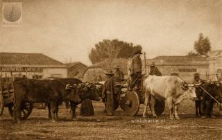 Esta fotografía tomada alrededor de 1910 en el Mercado de Chillán (centro-sur de Chile), muestra una escena cotidiana del mundo rural chileno a comienzos del siglo XX. La imagen captura a varios campesinos con sus carretas tiradas por bueyes, un medio de transporte fundamental para el comercio agrícola de la época. El terreno barroso y húmedo, con charcos visibles en el suelo, lo que sugiere un día de invierno o una zona muy transitada por animales y carretas. El mercado funciona como punto de encuentro donde campesinos de los alrededores llegaban con productos del campo: granos, leña, verduras o animales. En el fondo se observan casas de adobe de un piso con techos de tejas, típicas de las ciudades chilenas de comienzos del siglo XX. En sus fachadas se distinguen letreros comerciales como jabonerías y droguerías, indicio de un pequeño centro urbano activo alrededor del mercado.