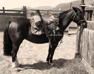 Carboncillo fue un Caballo chileno que participo con el Ejército chileno en la Guerra del Pacífico, en varias batallas. En la imagen lo vemos, en descanso con aperos de Caballería, montura original y una marabina Winchester. Lamentablemente fue robado en Peru y nunca se supo más de él.