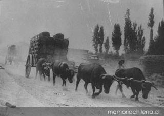 Campesino llevando carreta de bueyes, cercano a 1906