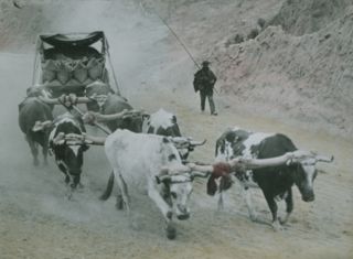 Carreta chilena tirada con bueyes, también llamada "chancha".