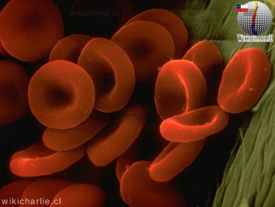 Globulos rojos humanos
