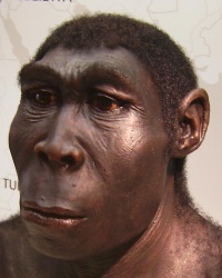Reconstruccion plastica de un Homo erectus