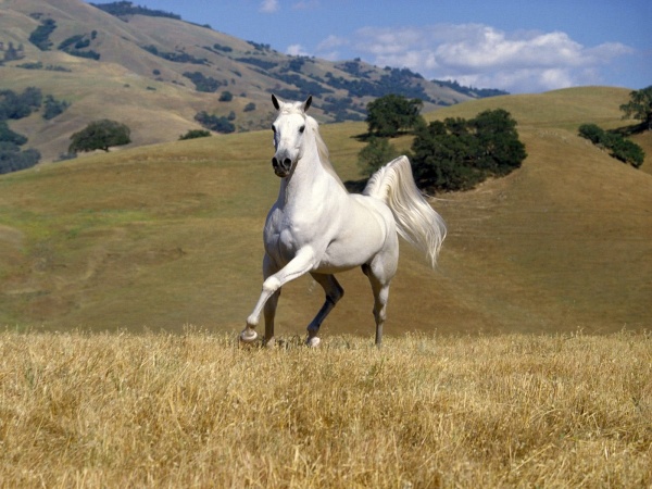 El caballo blanco.jpg